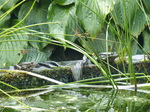 FZ007907 Jumping Marsh frogs (Pelophylax ridibundus) on ledge.jpg